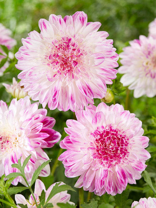 Soft pastel anemone dahlia growing in summer border