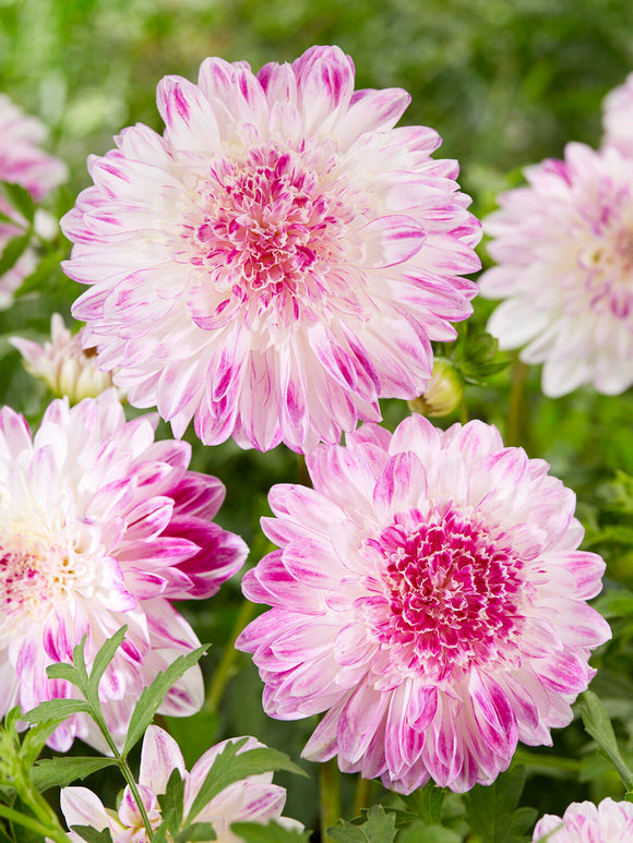 Soft pastel anemone dahlia growing in summer border