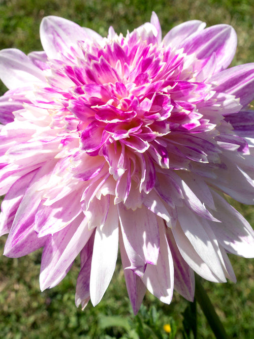 Close up of Dahlia Que Sera pincushion centre bloom