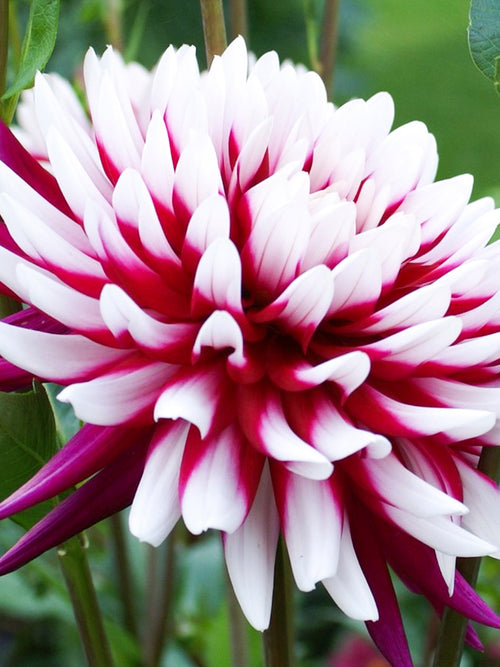 Dahlia Rebecca's World Tubers
