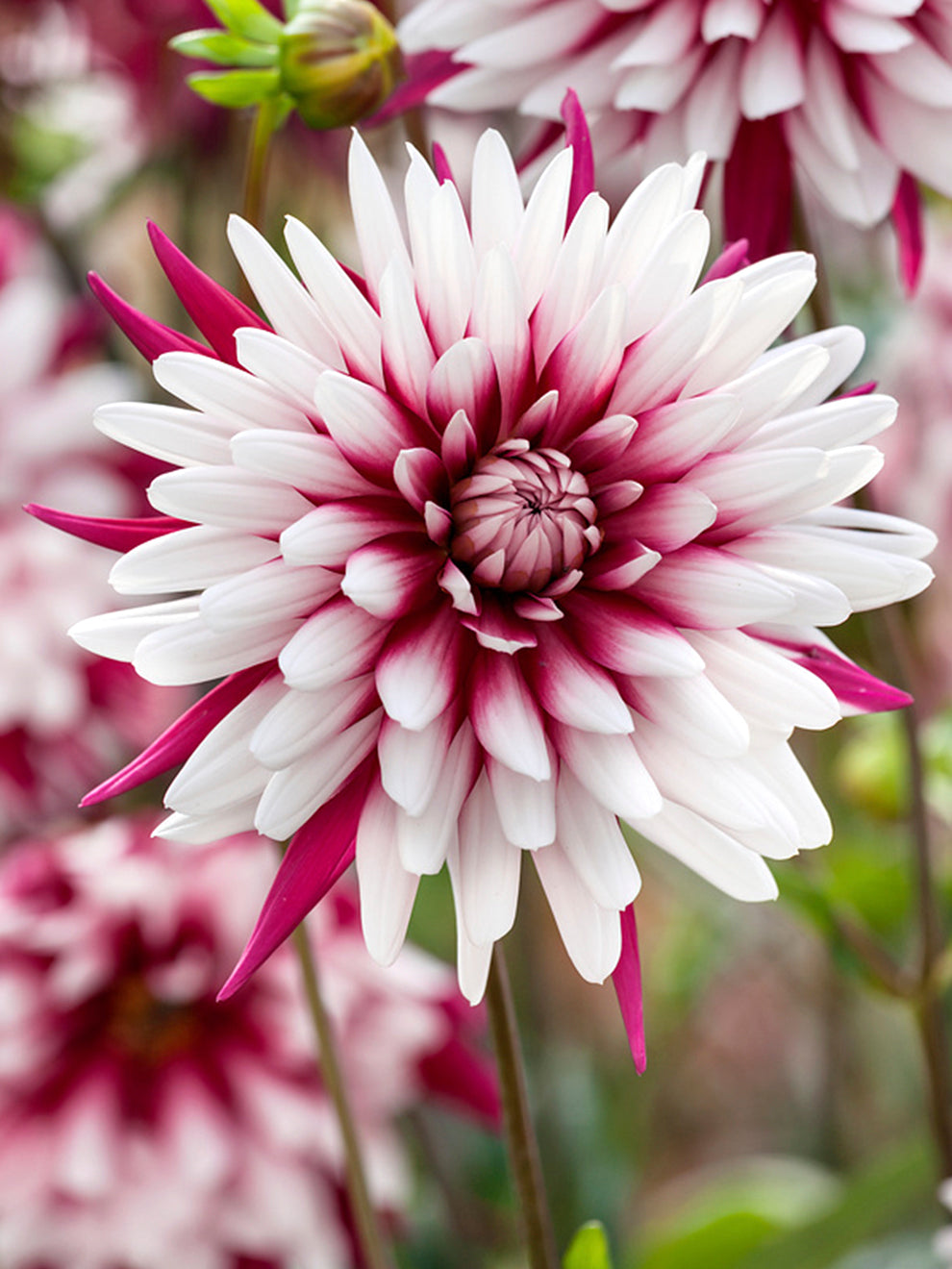 Dahlia Rebecca's World Tubers | DutchGrown™ UK
