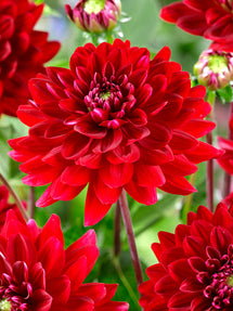 Dahlia Red Runner