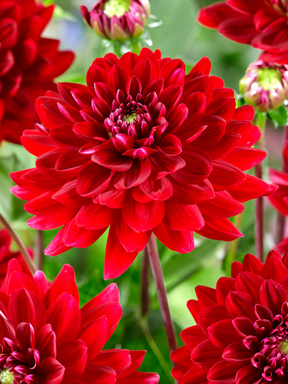 Dahlia Red Runner