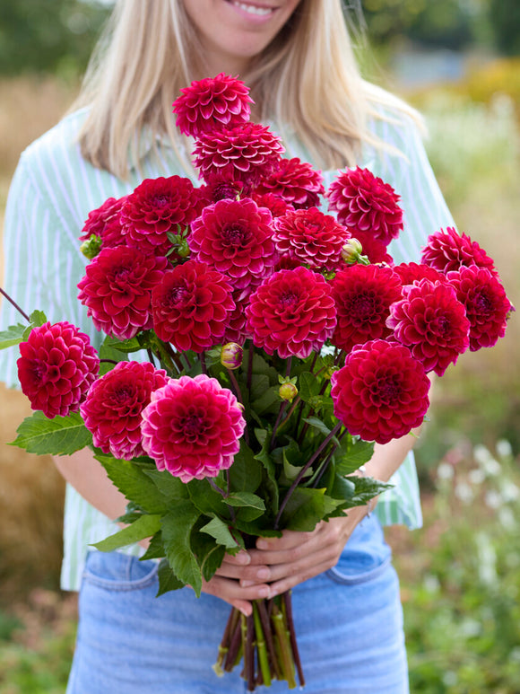 Dahlia Red Runner