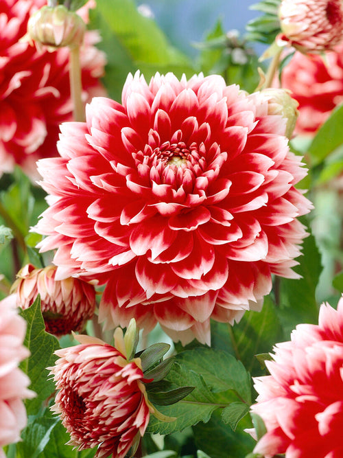 Close up of fimbriata dahlia Red and White Fubuki petals