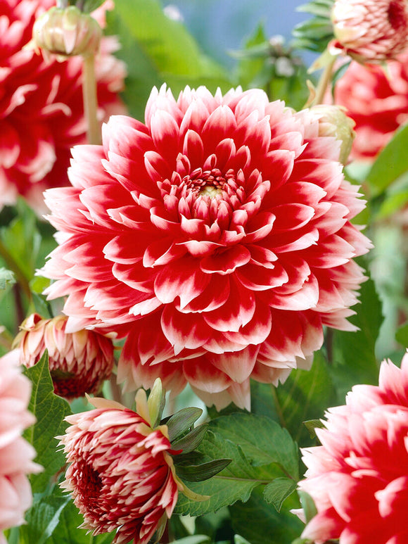 Close up of fimbriata dahlia Red and White Fubuki petals