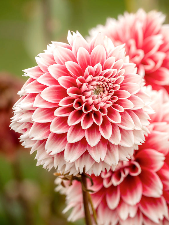 Dahlia Red and White Fubuki fringed red and white blooms