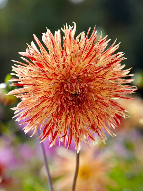 Fimbriata dahlia Rejman’s Firecracker with fiery blooms