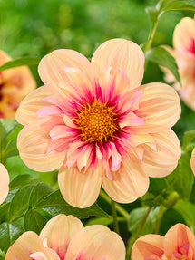 Dahlia Rhubarb and Custard
