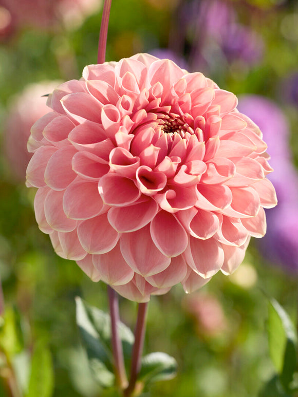 Soft peach decorative dahlia Romance in garden border