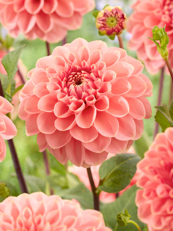 Close-up salmon and blush coloured dahlia bloom