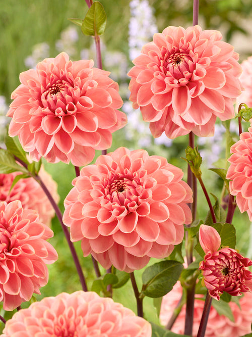 Romantic peach dahlias in summer cottage garden planting