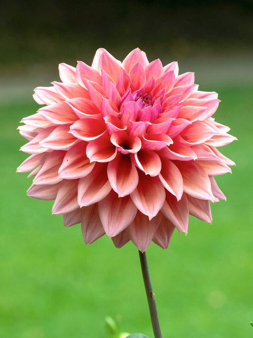 Upright Dahlia Romance plant with multiple flowers