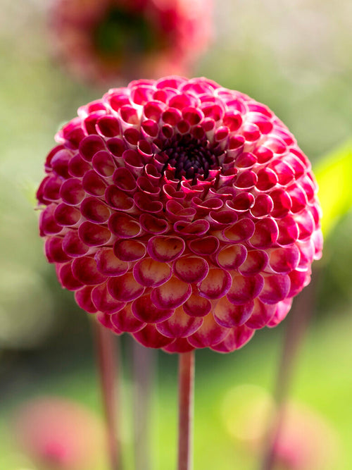 Pompon dahlia Ryecroft Blackberry deep red blooms