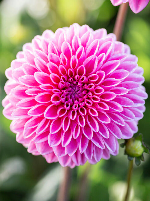 Buy Dahlia Sandra