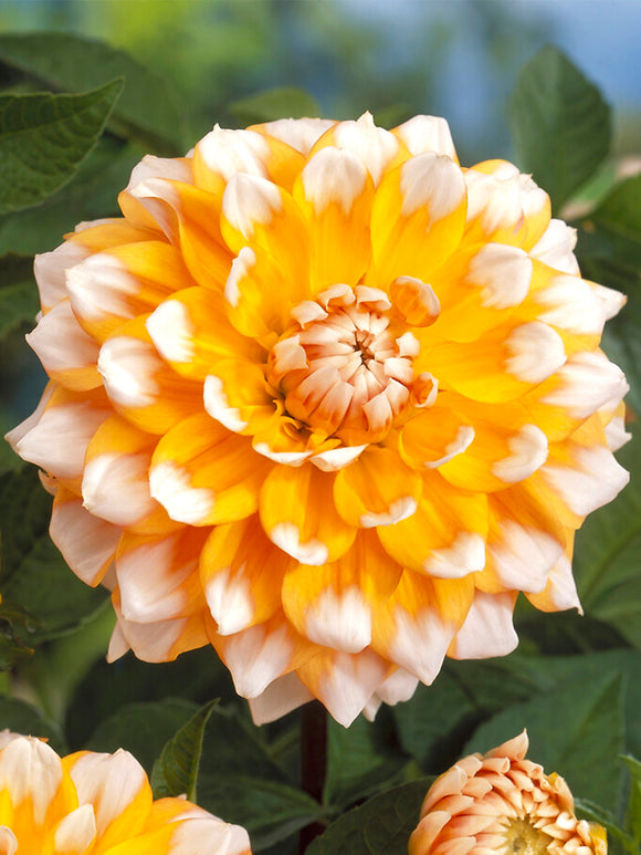 Dahlia Seattle