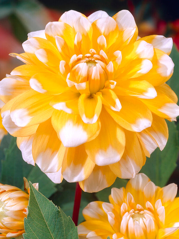 Buy Dahlia Seattle