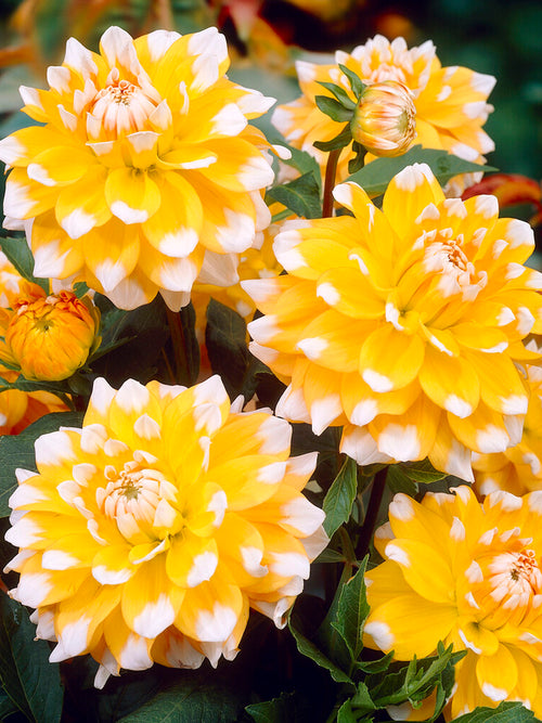 Dahlia Seattle Tubers