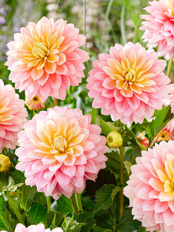 Dahlia Sheer Heaven - UK spring delivery