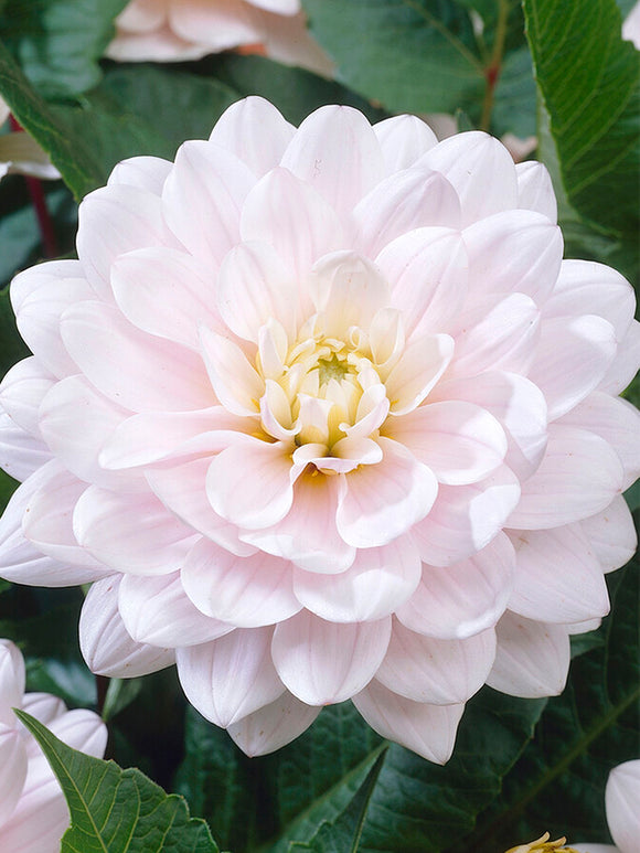 Dahlia Silver Years