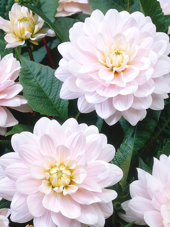 Buy Dahlia Silver Years