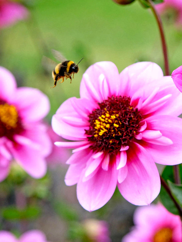 Skyfall dahlia flower attracting bees in garden setting