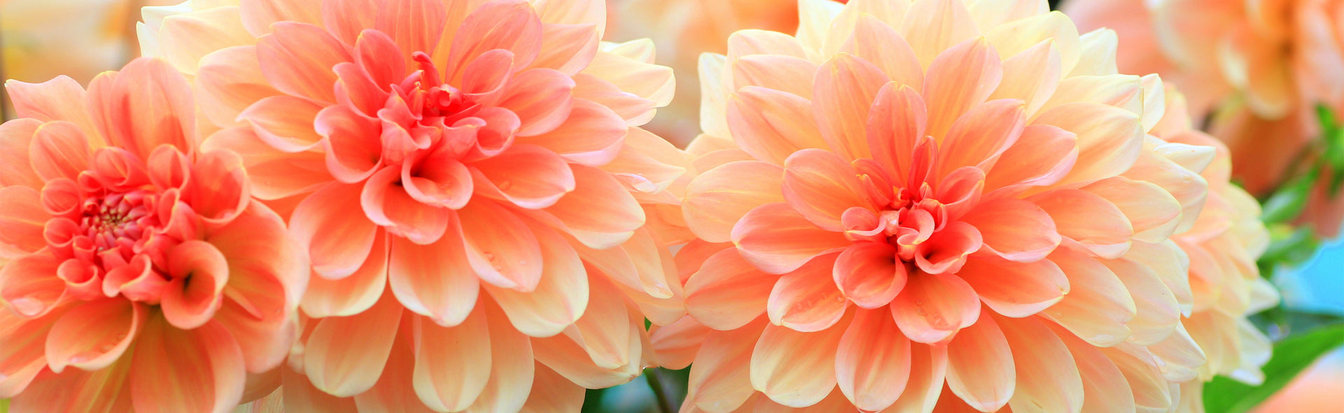 Buy Flower Bulbs Online UK DutchGrown™