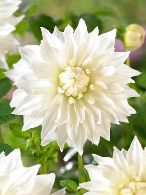 Dahlia Snowbound Tubers