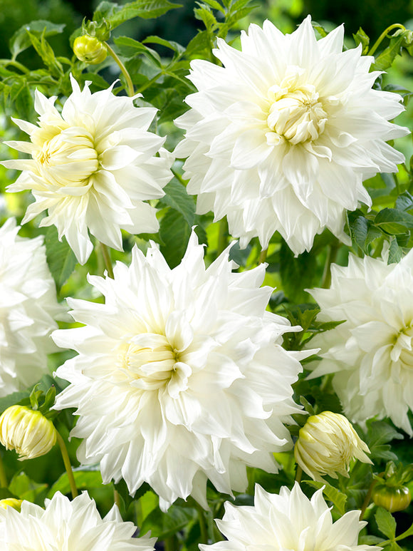 Dahlia Snowbound