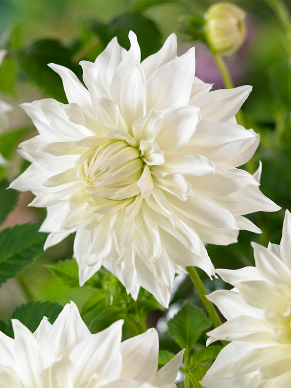 Buy Dahlia Snowbound