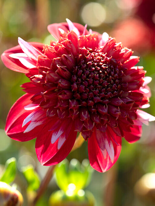 Buy Dahlia Speech Tubers