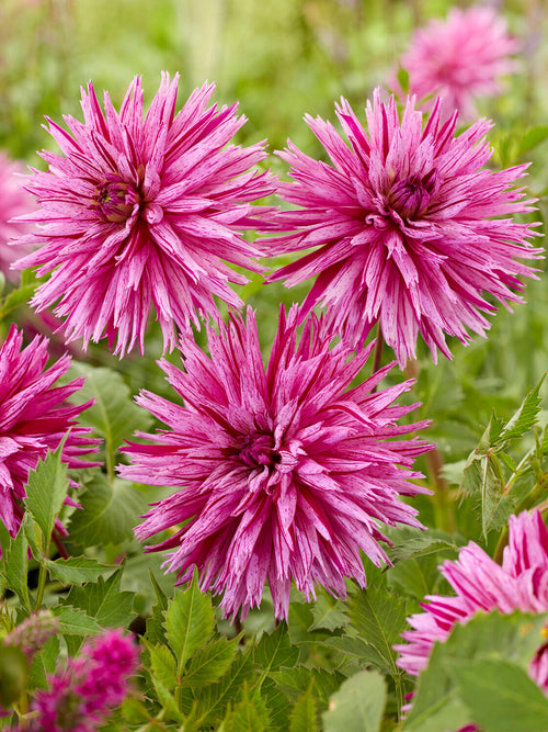 Spiky striped dahlia blooms in summer garden border