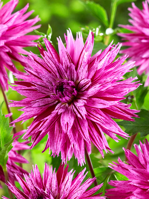 Close-up of lavender pink cactus dahlia flower with magenta streaks