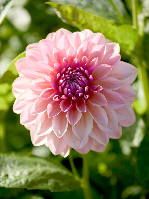 Close-up of decorative dahlia with soft salmon and cream tones