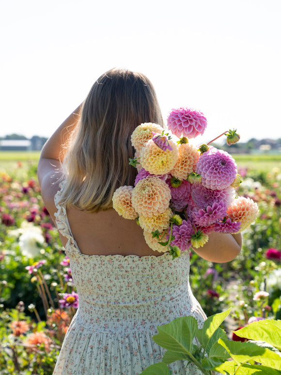 Spring planted flower bulbs and perennials