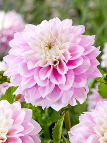 Dahlia Sweet Love