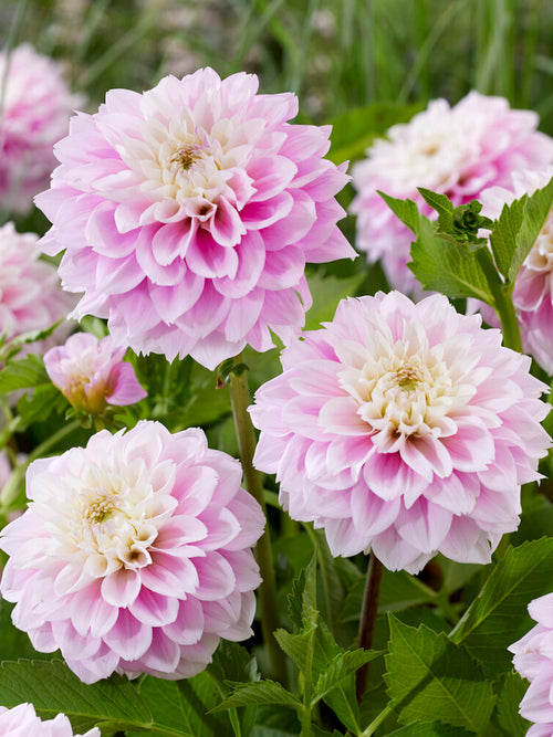 Dahlia Sweet Love Tubers