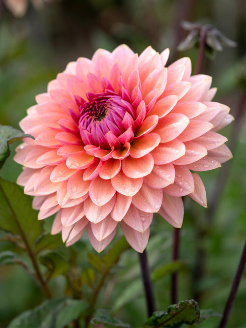 Dahlia Sweet Sanne blooming in cottage garden border