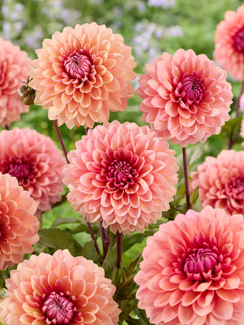 Decorative dahlia flower with soft peach and mauve tones