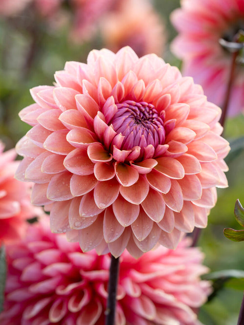 Dahlia Sweet Sanne with blush pink and apricot blooms