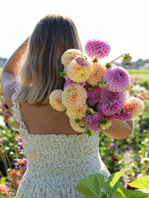 Dahlia Sweet Suzanne with peach and blush pink ball blooms