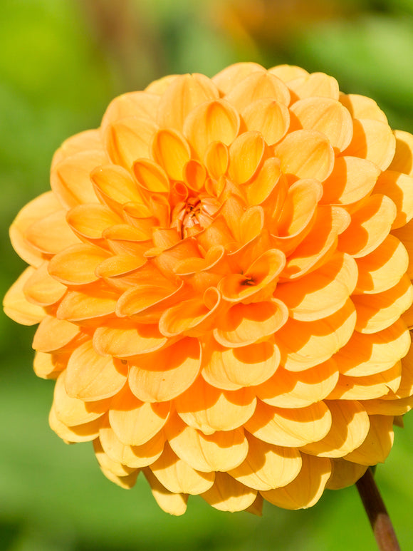 Buy Dahlia Sylvia Tubers