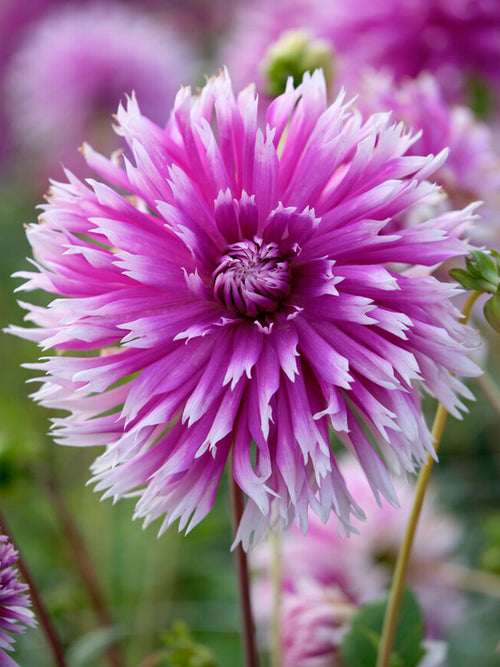 Dahlia Table Dancer Tubers