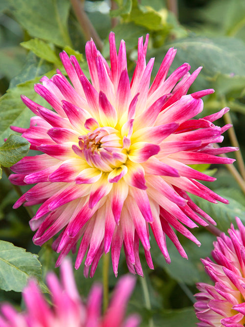 Buy Dahlia Tahiti Sunrise Tubers