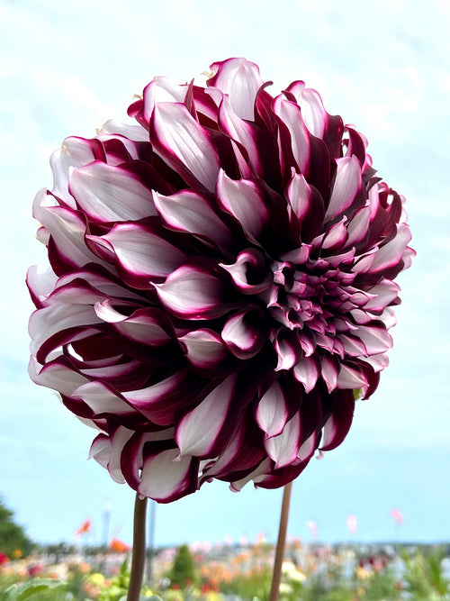 Buy Dahlia Tartan Tubers