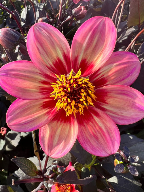 Dahlia Tricolore Tubers for UK Shipping