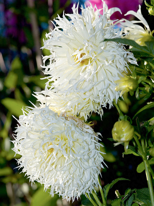 Dahlia Tsuki-Yori-No-Shisha growing in border with grasses