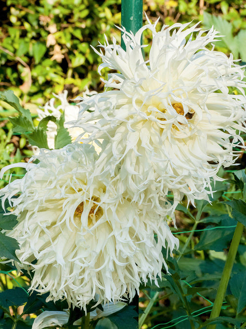 Tall white dahlia with airy, star-like spider blooms in garden