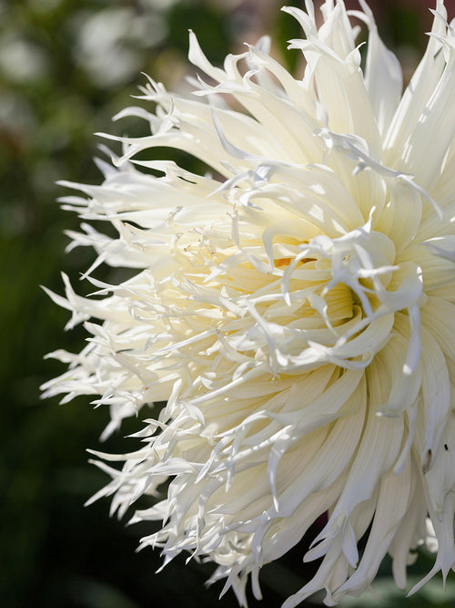 Close-up of ivory white spider dahlia flower