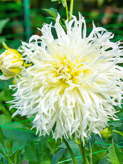 Close-up of ivory white spider dahlia flower in summer light